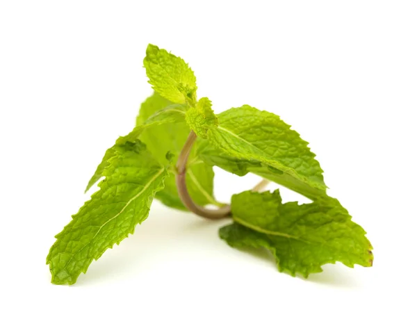 Flora Gran Canaria Mentha Spicata Hortelã Jardim Espécies Introduzidas Isolada — Fotografia de Stock