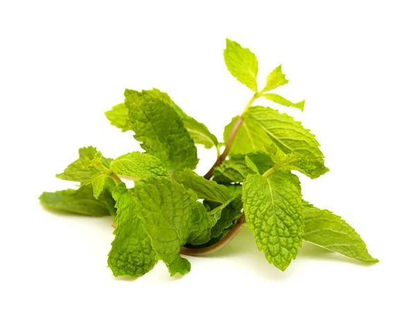 Flora Van Gran Canaria Mentha Spicata Tuinmunt Geïntroduceerde Soorten Geïsoleerd — Stockfoto