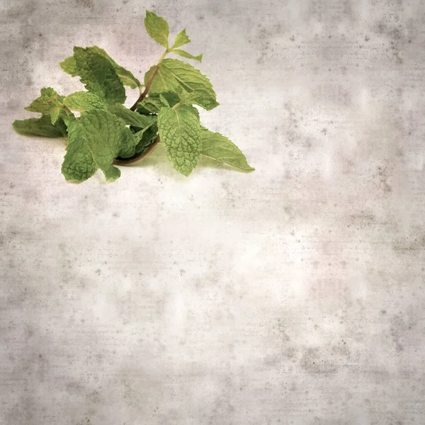 ミントの緑の小枝と正方形のスタイリッシュな古い質感の紙の背景 — ストック写真