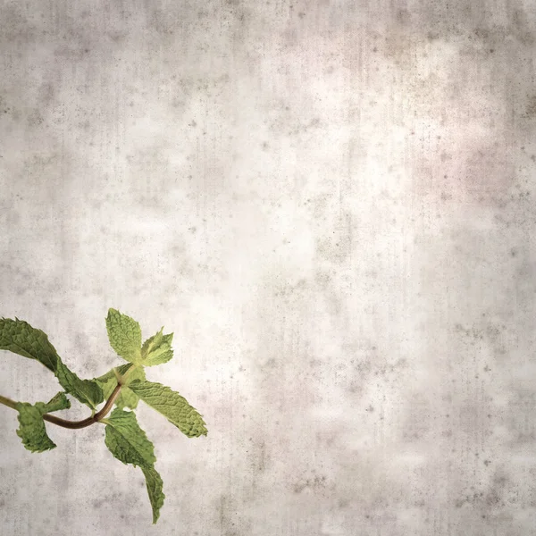 Square Stylish Old Textured Paper Background Green Sprigs Mint — Stock Photo, Image
