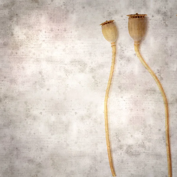 Haşhaş tohumu kapsülleri ile biçimlendirilmiş eski kağıt arka plan