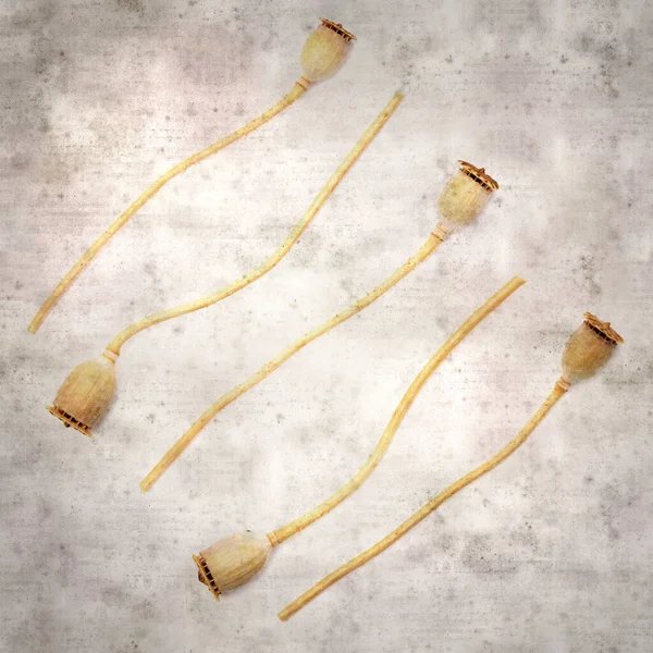 Haşhaş tohumu kapsülleri ile biçimlendirilmiş eski kağıt arka plan