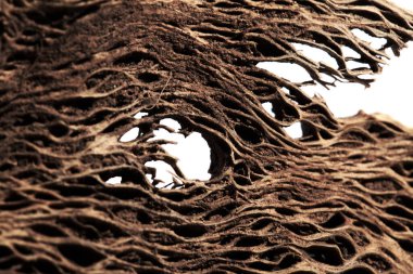 Gran Canaria 'dan Flora - Opuntia' nın kurumuş iç kısmı, dikenli armut, Kanarya Adaları 'ndaki istilacı bitki