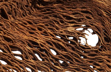 Gran Canaria 'dan Flora - Opuntia' nın kurumuş iç kısmı, dikenli armut, Kanarya Adaları 'ndaki istilacı bitki