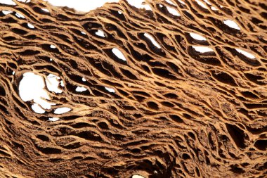 Gran Canaria 'dan Flora - Opuntia' nın kurumuş iç kısmı, dikenli armut, Kanarya Adaları 'ndaki istilacı bitki