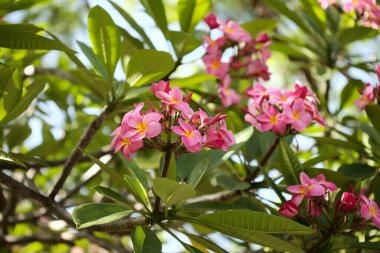 Çiçek kokulu tesisat ya da frangipani doğal makro çiçekli arka plan