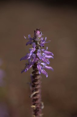 Nepeta 'nın mavi çiçekleri, nane şekeri, doğal makro çiçek arkaplanı