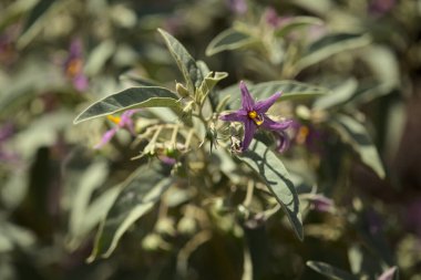 Gran Canaria 'dan Flora - Solanum lidii, adaya özgü, yerel olarak Temisas biberi olarak bilinir, doğal makro çiçek geçmişi