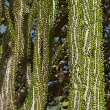 Dikenli kökleri, Alluaudia Ascendens 'in küçük yeşil yapraklarıyla Madagaskar' a özgü doğal makro çiçekli bitki örtüsüdür.