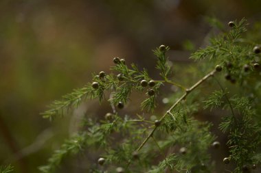 Gran Canaria 'dan Flora - çiçek açan kuşkonmaz scoparius doğal makro çiçekli arka plan
