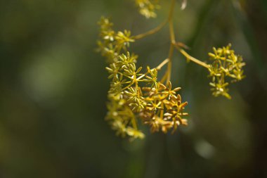 Gran Canaria 'dan Flora - Bupleurum salicifolium doğal makro çiçek arkaplanı
