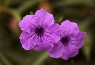 Çiçekli Ruellia Simplex, nam-ı diğer Meksika Bluebell, doğal makro çiçekli arka plan.
