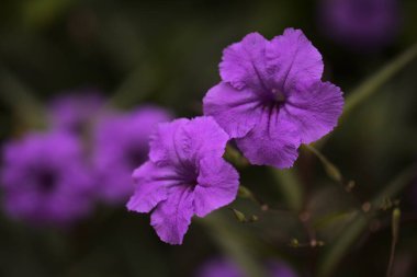 Çiçekli Ruellia Simplex, nam-ı diğer Meksika Bluebell, doğal makro çiçekli arka plan.