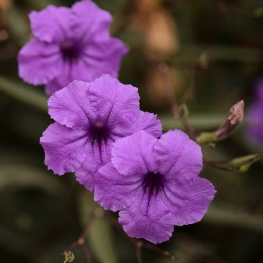 Çiçekli Ruellia Simplex, nam-ı diğer Meksika Bluebell, doğal makro çiçekli arka plan.