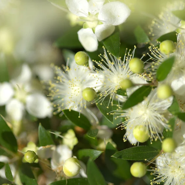 Flora Gran Canaria Flowing Myrtus Communis Common Myrtle Introduced Species — стокове фото