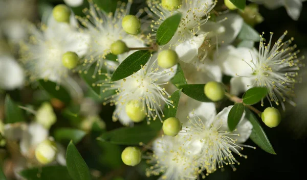 Flora Gran Canaria Flowing Myrtus Communis Common Myrtle Introduced Species — стокове фото