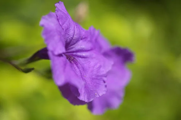 Flowering Ruellia Simplex Aka Mexican Bluebell Natural Macro Floral Background — Stock Photo, Image