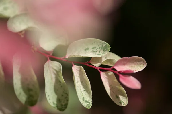 Breynia Disticha Ozdobny Krzak Różowy Urozmaicone Liści Naturalny Kwiatowy Makro — Zdjęcie stockowe