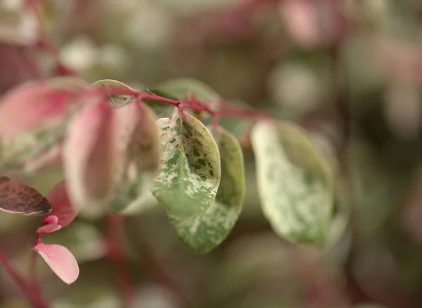 Breynia Disticha Декоративные Кусты Розовые Разноцветные Листья Натуральный Цветочный Макро — стоковое фото