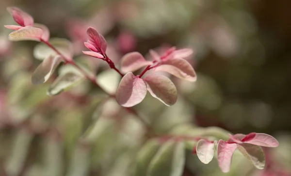 Breynia Disticha Okrasný Keř Růžové Pestré Listoví Přírodní Květinové Makro — Stock fotografie