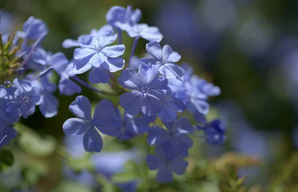 Flor Azul Plumbago Auriculata Cape Lead Wort Fondo Macro Floral —  Fotos de Stock