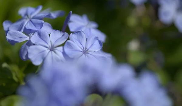 Flor Azul Plumbago Auriculata Cape Lead Wort Fondo Macro Floral —  Fotos de Stock