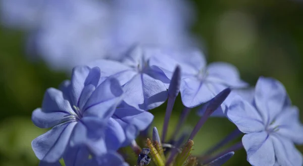Blühender Blauer Plumbago Auriculata Cape Bleiwurz Natürlicher Makrofloraler Hintergrund — Stockfoto