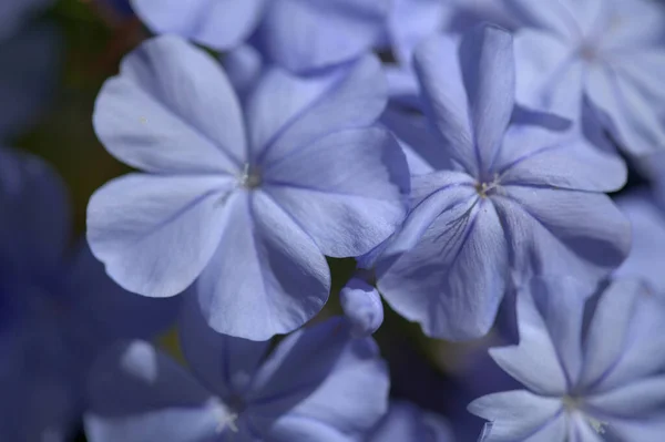開花青プルンバゴ アウリカータ ケープリードヨモギ自然マクロ花の背景 — ストック写真