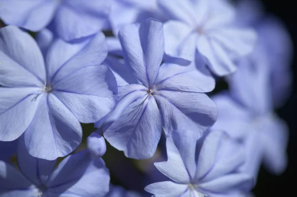 Flowering Blue Plumbago Auriculata Cape Leadwort Natural Macro Floral Background — Stock Photo, Image