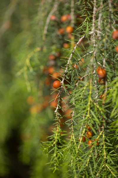 Flora Gran Canarii Juniperus Cedrus Jałowiec Wysp Kanaryjskich Endemiczny Dla — Zdjęcie stockowe