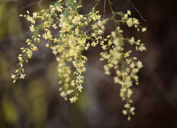 Flora Gran Canarii Kwitnące Szparagi Scoparius Naturalne Makro Kwiatowe Tło — Zdjęcie stockowe