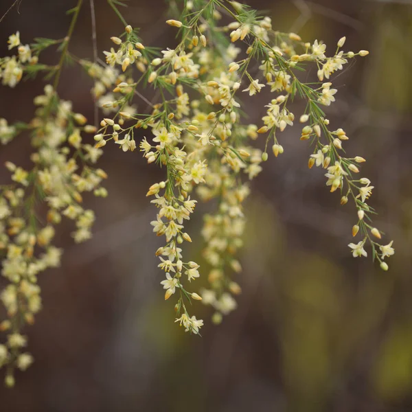 Flora Gran Canarii Kwitnące Szparagi Scoparius Naturalne Makro Kwiatowe Tło — Zdjęcie stockowe