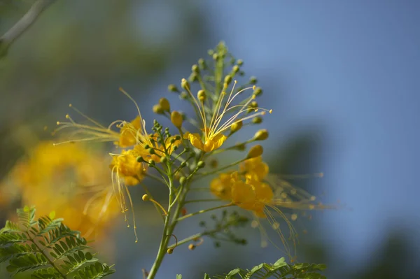 Caesalpinia Pulcherrima Flor Pavão Amarelo Fundo Floral Macro Natural — Fotografia de Stock