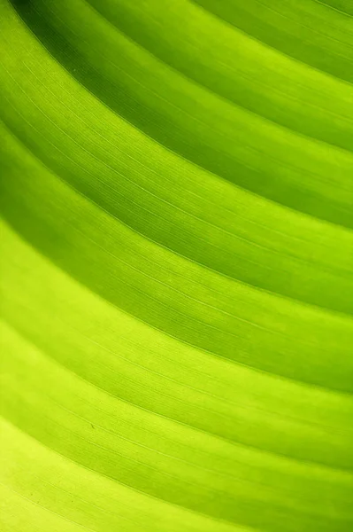 Hellgrüne Bananenblatt Textur Mit Parallelen Adern Natürlicher Makrohintergrund — Stockfoto