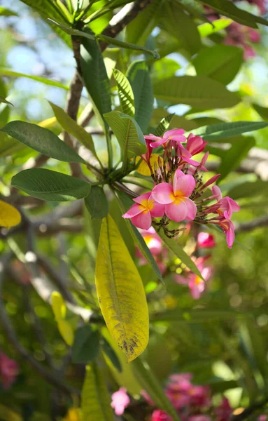 Floração Perfumada Plumeria Frangipani Fundo Macro Floral Natural — Fotografia de Stock