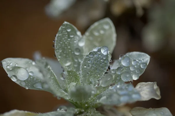 Flora Fuerteventura Asteriscus Sericeus Canary Island Daisy Silky Silver Leaves — Stock Photo, Image