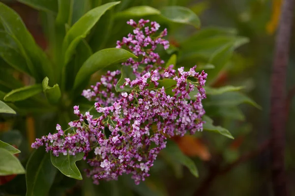 Pink Flowers Tall Bush Limonium Statice — Stock Photo, Image