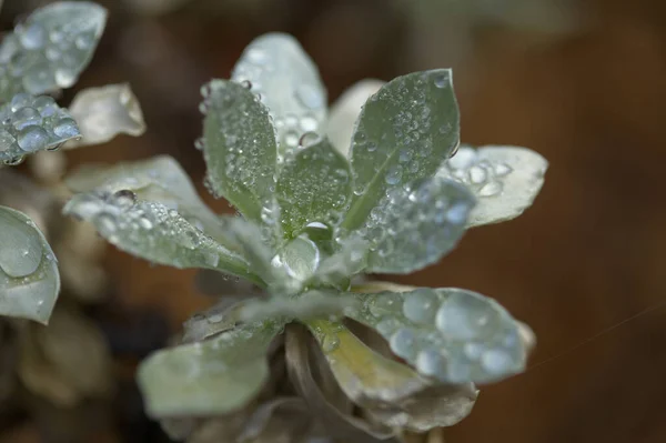 Flora Fuerteventura Asteriscus Sericeus Canary Island Daisy Silky Silver Leaves — Stock Photo, Image