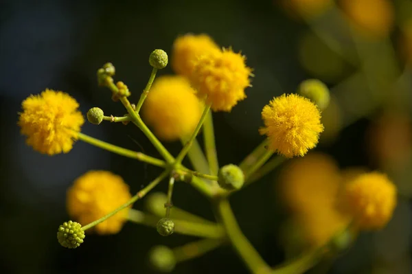 Floración Vachellia Karroo Alias Sweet Thorn Natural Macro Floral Background —  Fotos de Stock