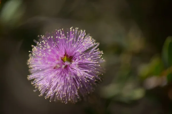 Inflorescencia Lila Pálida Melaleuca Ryeae Árbol Centeno Fondo Macro Floral — Foto de Stock