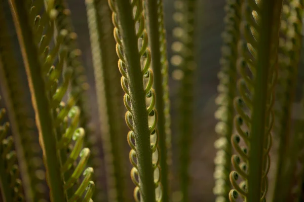 Ontrollende Blad Van Cycloon Plant Natuurlijke Macro Bloemige Achtergrond — Stockfoto