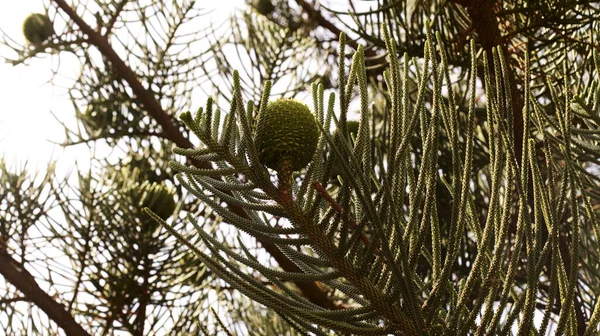 Zielone Małe Liście Duże Okrągłe Szyszki Araucaria Heterophylla Naturalne Tło — Zdjęcie stockowe