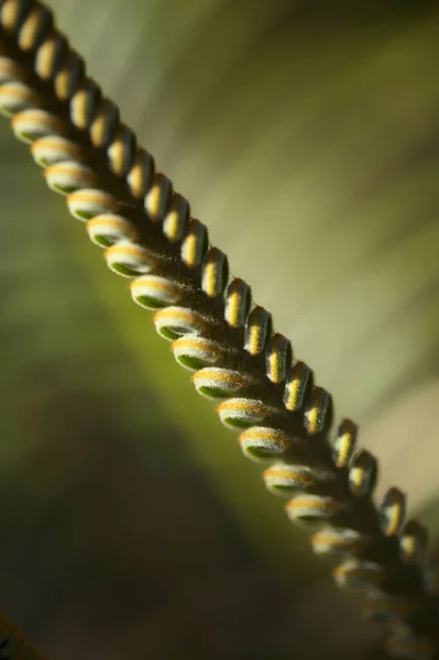 Εκτόνωση Φύλλων Του Φυτού Cycad Φυσικό Μακροανθικό Φόντο — Φωτογραφία Αρχείου