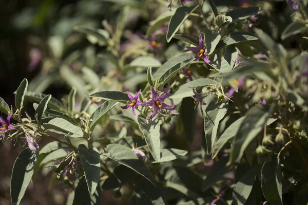 Flora Gran Canaria Solanum Lidii Endemisk För Lokalt Kallad Peppar — Stockfoto