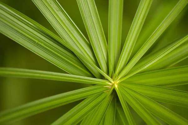 Papyrus Sedge Radial Green Leaves Natural Macro Floral Background — Stock Photo, Image