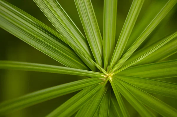 Papyrus Sedge Радиально Зеленые Листья Натуральный Макро Цветочный Фон — стоковое фото