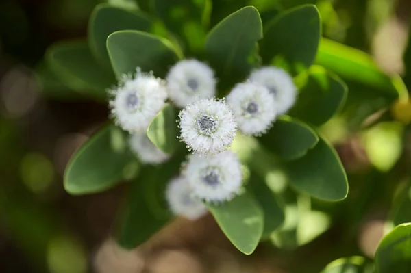 グラン カナリアの花 グローバル アスカニイの小さな淡い青の花 島に固有の 自然なマクロの花の背景 — ストック写真