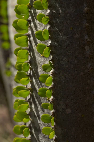 Stekelige Stengels Met Kleine Groene Bladeren Van Alluaudia Ascendens Plant — Stockfoto