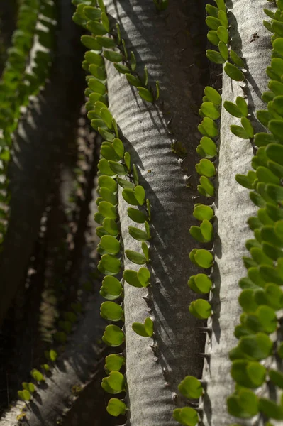 Stekelige Stengels Met Kleine Groene Bladeren Van Alluaudia Ascendens Plant — Stockfoto