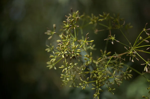 Flora Gran Canaria Bupleurum Salicifolium Fondo Macro Floral Natural — Foto de Stock